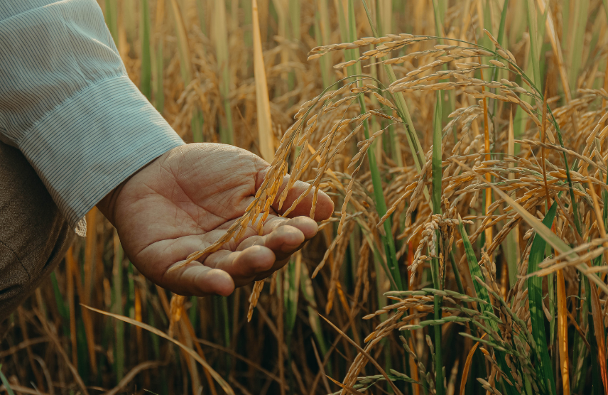 Fast Crop Diagnosis Through WhatsApp for Farmers Cover