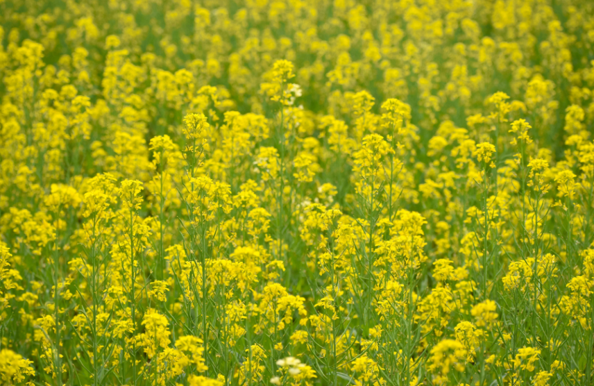 Smarter Agri Outreach Using AI Tools for Rabi Season Cover